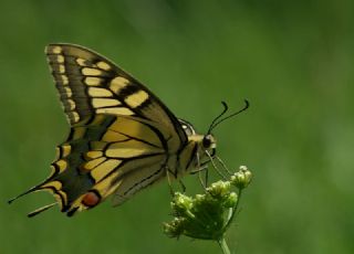 Krlangkuyruk (Papilio machaon)