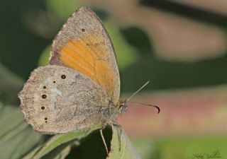 Kaya Esmeri (Kirinia clymene)