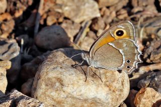 Ar Esmerperisi (Hyponephele wagneri)