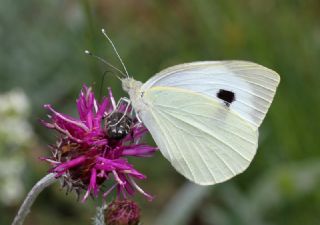 Byk Beyazmelek  (Pieris brassicae)