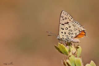 Uygur eytanc (Cigaritis uighurica)