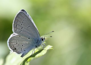 Balkan Everesi (Cupido decoloratus)