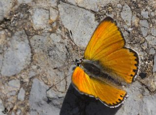 Alev Ategzeli (Lycaena kefersteinii)
