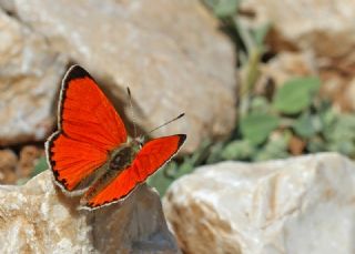 Da Atei (Lycaena thetis)