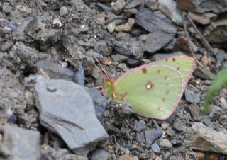 Gzel Azamet (Colias alfacariensis)