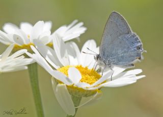 Mavi Sevbeni (Satyrium armenum)