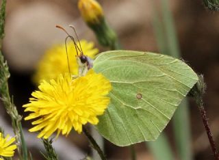Kleopatra (Gonepteryx cleopatra)