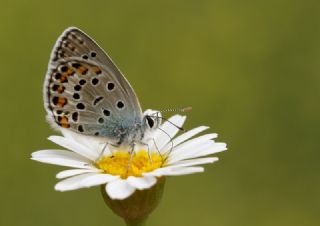 Anadolu Esmergz (Plebejus modicus)