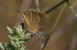okgzl Lbnan Esmeri (Polyommatus alcestis)