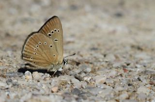 Yunan Anormal okgzls (Polyommatus aroaniensis )