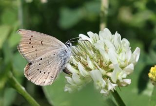 okgzl Gzel Mavi (Polyommatus bellis)