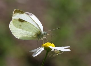 Kk Beyazmelek (Pieris rapae)