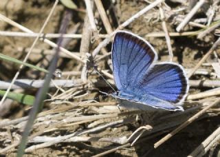 okgzl Rus Mavisi (Polyommatus coelestina)