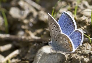 okgzl Kk Turan Mavisi (Polyommatus cornelius)