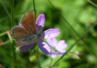 okgzl Geranium Mavisi (Aricia eumedon)