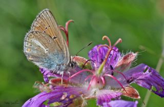 okgzl Geranium Mavisi (Aricia eumedon)