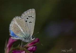 Yalanc Lacivert Anadolu okgzls (Polyommatus pseudactis)