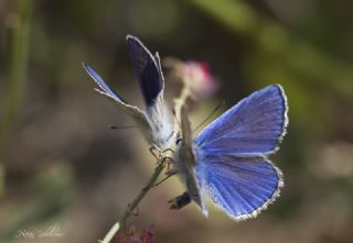 Yalanc Lacivert Anadolu okgzls (Polyommatus pseudactis)