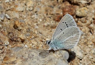 okgzl figenya (Polyommatus iphigenia)