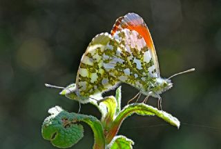 Turuncu Ssl (Anthocharis cardamines)