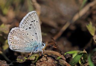 okgzl Byk Turanmavisi (Polyommatus myrrha)