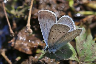okgzl Byk Turanmavisi (Polyommatus myrrha)