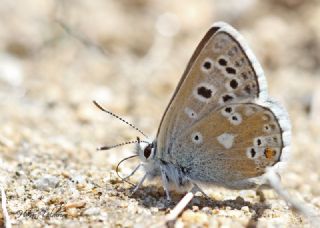 Pirene okgzls (Polyommatus pyrenaicus)