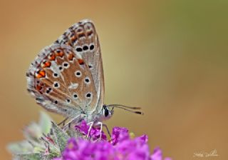 okgzl Levantin illi Mavisi (Polyommatus syriaca)