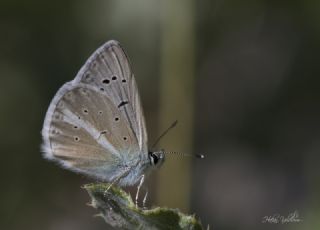 okgzl Ar Mavisi (Polyommatus vanensis)