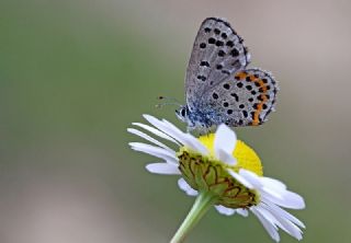 Bavius Mavisi (Pseudophilotes bavius)