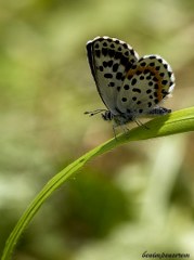 Kara Mavi (Scolitantides orion)