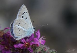 okgzl Damokles Mavisi (Polyommatus damocles)