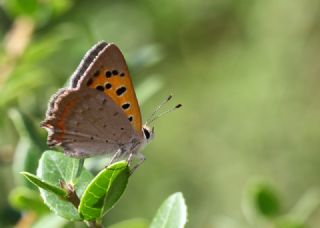 Benekli Bakr Gzeli (Lycaena phlaeas)