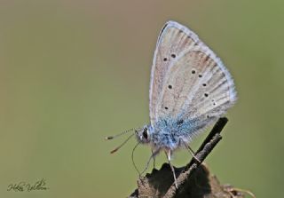 okgzl fikarmon (Polyommatus iphicarmon)