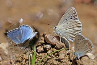 okgzl Teresya, Saimbeyli Mavisi (Polyommatus theresiae)