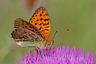 Gzel nci (Argynnis aglaja)