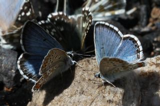 okgzl Balkan Mavisi (Aricia anteros )