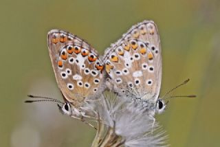 okgzl Balkan Mavisi (Aricia anteros )