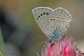 Anadolu Karagz Mavisi (Glaucopsyche astraea)