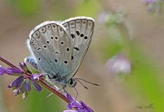 okgzl Edon Mavisi (Polyommatus aedon)