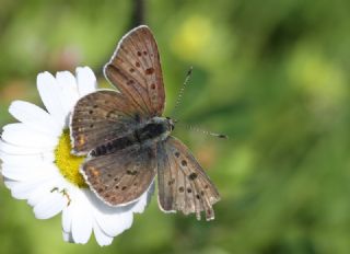 sli Bakr Gzeli (Lycaena tityrus)