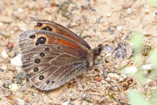 Uygur Gzelesmeri (Proterebia afra)