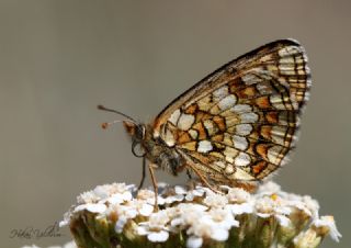 Gzel Amannisa (Mellicta  aurelia)