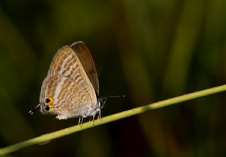 Lampides (Lampides boeticus)