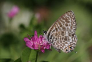 Mavi Zebra (Leptotes pirithous)