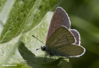 Minik Kupid (Cupido minimus)