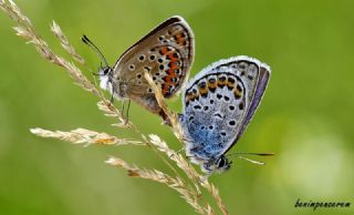 Gm Lekeli Esmergz (Plebejus argus)