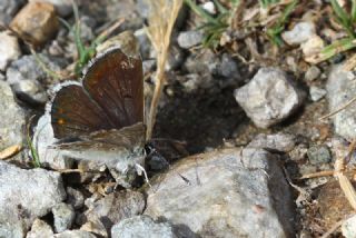 okgzl Orman Esmeri (Aricia artaxerxes)