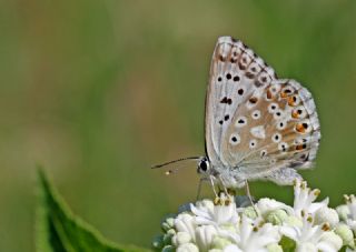 okgzl illimavi (Polyommatus coridon)