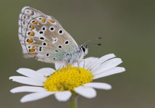 okgzl Gk Mavisi (Polyommatus bellargus)